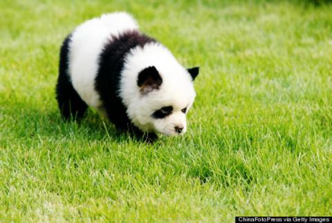 túlfogyasztás-panda