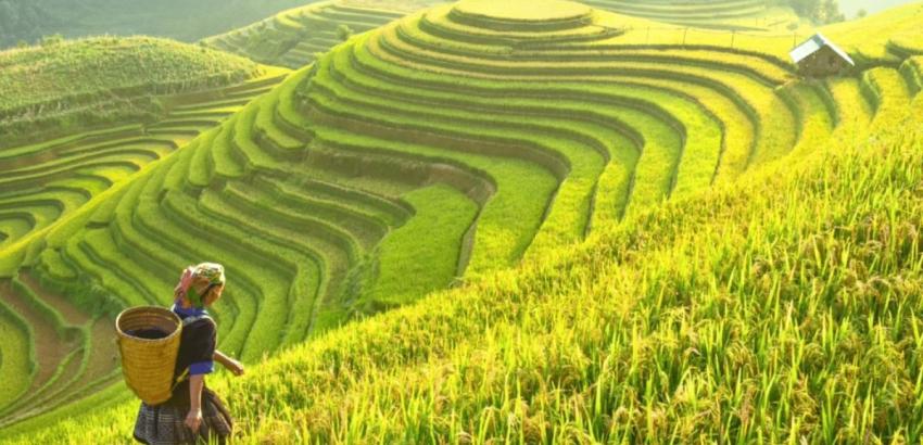 vietnam-rizsfold