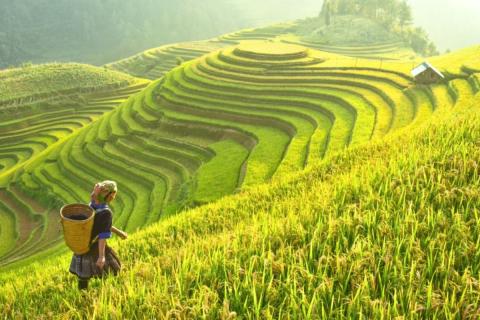 vietnam-rizsfold