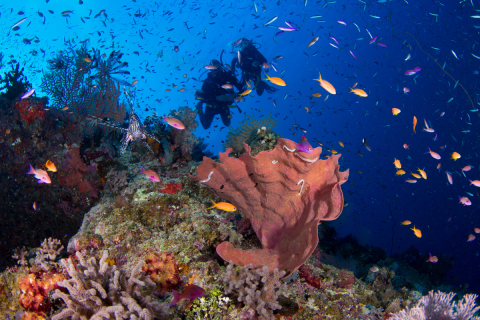 A Nagy-korallzátony képes a regenerációra