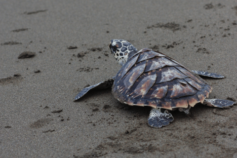 A Kemp Ridley teknősöket 75 év után figyelték meg először a Chandeleur-szigeteken