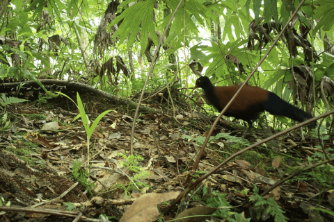 facangalamb-papua-uj-Guinea-dzsungeleben