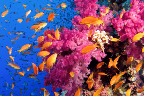 korallzatonyra-kotottek-biztositast-hawaiin