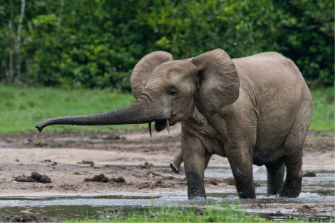 elefant-esoerdo-klimavaltozas