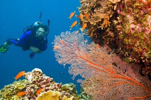 ausztralia-banya-korallzatony