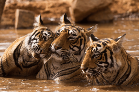 tigris-populacio-india-vedelem