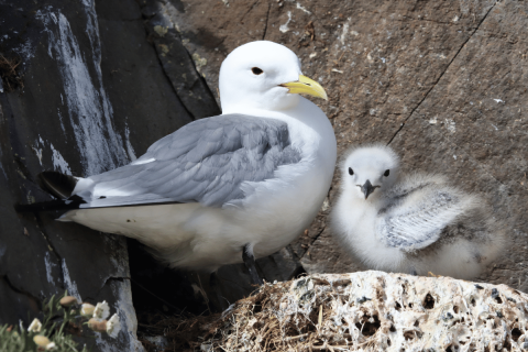 szeleromu-csullo-feszek-hornsea-anglia