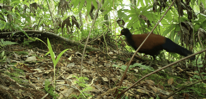 Fácángalamb Pápua Új-Guinea dzsungelében