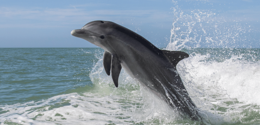 delfin zajszennyezés