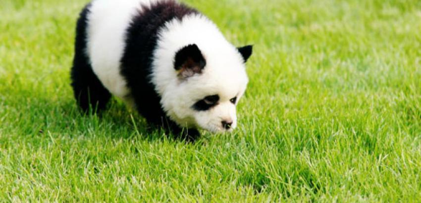 túlfogyasztás-panda
